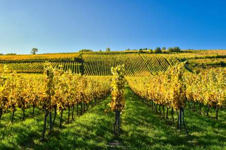 Hôtel restaurant sur la Route des Vins d’Alsace · La Vallée Noble